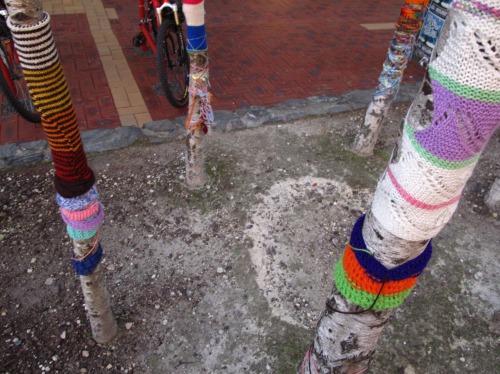 trees with wooly socks on cuba st